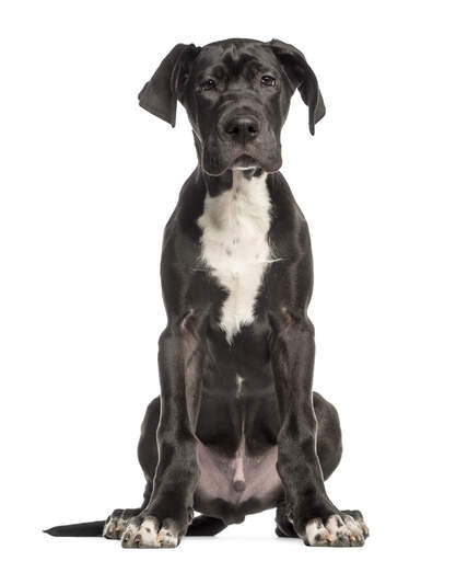 Great dane puppy feet store