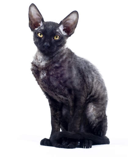 A black cornish rex with lovely big ears