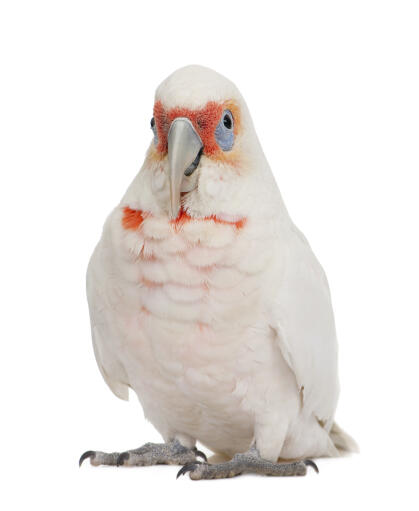 A Little Corella with lovely peach coloured face feathers