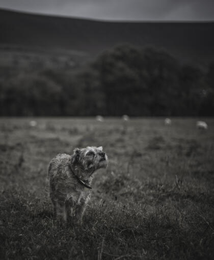 A lovely Border Terrier, sniffing out a scent