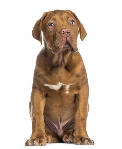 Dogue de Bordeaux Dogs Dog Breeds