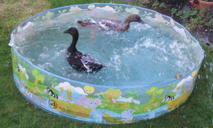 Fun in the bath