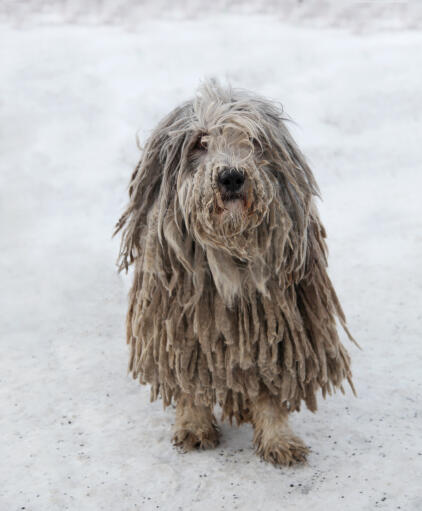 Puli Dogs Dog Breeds