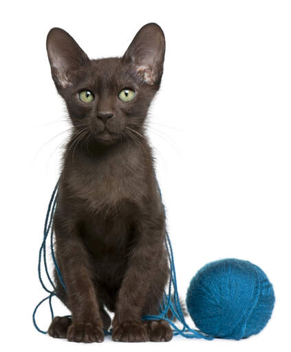 a dark havana brown kitten covered in wool string