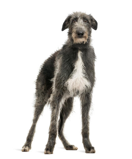 A healthy young adult Scottish Deerhound with a typical grey and white coat