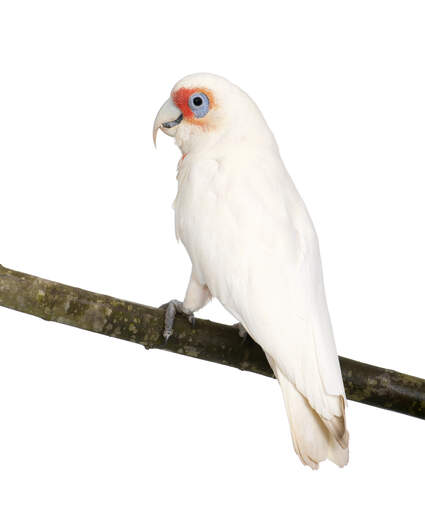 A lovely Little Corella perched on a branch