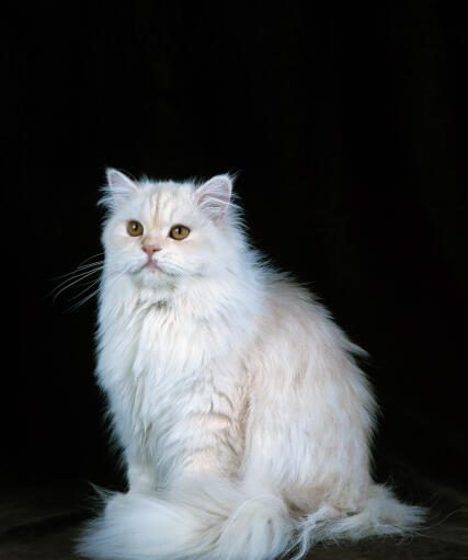 Persian Chinchilla sitting against a black background