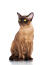 A beautiful chocolate burmese cat with golden eyes