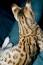 The beautiful coat of a Savannah cat