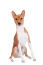 A beautiful young brown and white Basenji sitting proudly