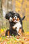 Two adult Bernese Mountain Dogs enjoying each others company