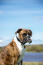 A happy boxer sitting down on a walk