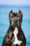 A close up of a black Bull Terrier's beautiful pointed ears