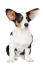 A beautiful, little Cardigan Welsh Corgi puppy, sitting very neatly