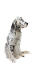 A mature English Setter with a beautiful long black and white coat