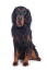 A young adult Gordon Setter sat up to attention