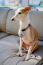 An Italian Greyhound sitting on the sofa with it's ears pushed back