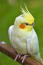 A close up of a Cockatiel's wonderful yellow head feathers