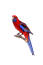 A Crimson Rosella perched on a branch, with a beautiful colour pattern