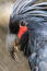 A close up of a Palm Cockatoo's wonderful, large beak and red face