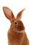 A Fauve de Bourgogne rabbit's incredible tall ears