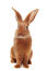 A Fauve de Bourgogne rabbit showing off its lovely big ears