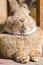 A Flemish Giant rabbit's incredible big fluffy chest