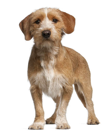 A young Basset Fauve De Bretagne with a cute scruffy look