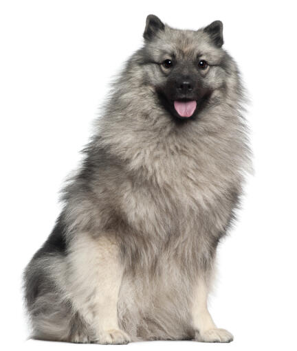 A beautiful young Keeshond's soft, thick coat