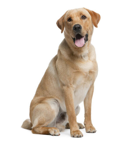 Golden lab sale adult