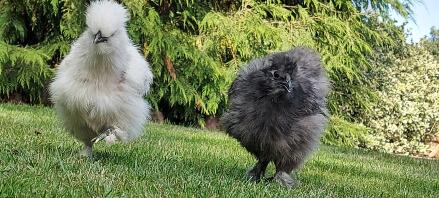 Two Silkie chickens