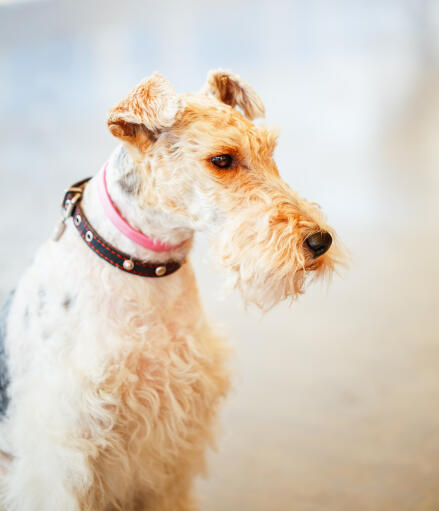 A Wire Fox Terrier's wonderful, long nose and wiry ears