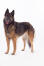 An adult Belgian Tervuren with a lovely, healthy coat