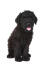 A healthy Black Russian Terrier puppy sitting very neatly