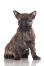 A short coated, wiry, young Cairn Terrier puppy