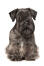 A Cesky Terrier with wonderful pointed ears and a long fringe