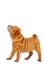 A young and wrinkly Chinese Shar Pei puppy, showing off it's soft coat