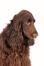 A pretty field spaniel thinking doggy thoughts