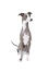 An adult Italian Greyhound sitting neatly awaiting a command