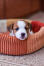 A wonderful little Jack Russell Terrier puppy, resting in it's bed