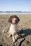 A wet Lagotto Romagnolo eager to play