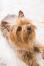 A close up of a Silky Terrier's beautifully little beard and pointed ears