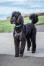 A beautiful black Standard Poodle, showing off it's great, big, bushy tail
