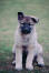 Norwegian-Elkhound-Puppy