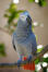 A lovely African Grey Parrot's beautiful, white face