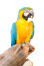 A Blue and Yellow Macaw showing off it's beautiful beak
