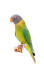 A Plum Headed Parakeet's beautiful purple head feathers and yellow chest