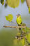 A Plum Headed Parakeet's lovely, green and yellow chest feathers