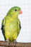 A Regent Parrot's beautiful, little, orange beak