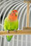 A wonderful, little Rosy Faced Lovebird perched in a cage